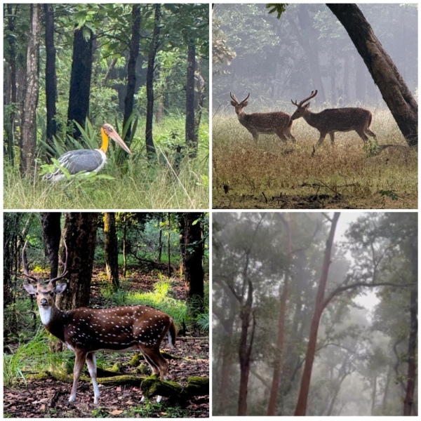 बांधवगढ़ में सुहावना मौसम, वन्यजीवों की सुरक्षा पर कड़ी निगरानी बांधवगढ़ में सुहावना मौसम, वन्यजीवों की सुरक्षा पर कड़ी निगरानी