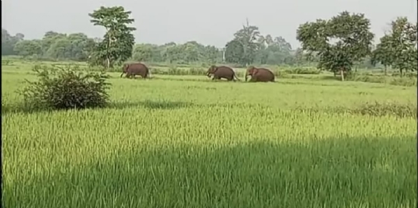 Nuapada jillare hati atanka