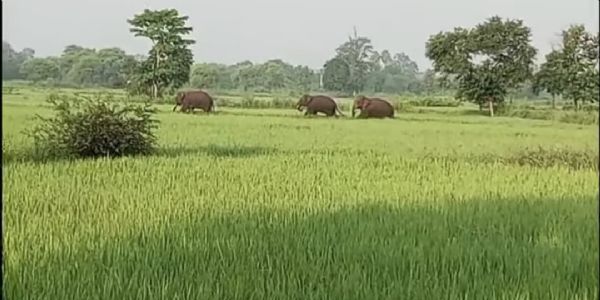 ଦନ୍ତା ହାତୀଙ୍କ ଉତ୍ପାତ, ଭୟରେ ୪ ବ୍ଲକ ବାସୀ