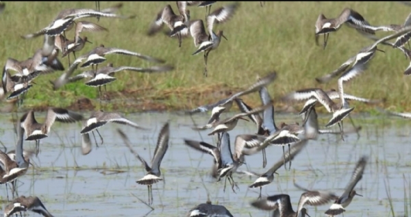 Chilika Chilika