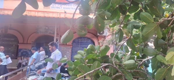 ସବରେଜିଷ୍ଟର ଅଫିସ ସମ୍ମୁଖ ବରଗଛ ଡାଳ ଭାଙ୍ଗିଲା ସବରେଜିଷ୍ଟର ଅଫିସ ସମ୍ମୁଖ ବରଗଛ ଡାଳ ଭାଙ୍ଗିଲା