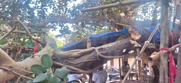 ସବରେଜିଷ୍ଟର ଅଫିସ ସମ୍ମୁଖ ବରଗଛ ଡାଳ ଭାଙ୍ଗିଲା ସବରେଜିଷ୍ଟର ଅଫିସ ସମ୍ମୁଖ ବରଗଛ ଡାଳ ଭାଙ୍ଗିଲା