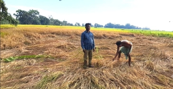 ଚକଡ଼ା ପୋକ ଆକ୍ରମଣରେ ଧାନ ଫସଲ ନଷ୍ଟ, ଚିନ୍ତାରେ