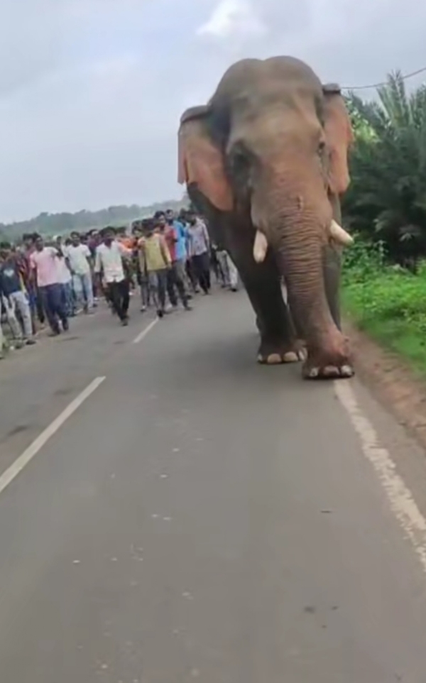 ସଇଡ଼ା ହାତୀ ଆକ୍ରମଣରେ ମହିଳାଙ୍କ ମୃତ୍ୟୁ: ମୃତକଙ୍କ ପରିବାରକୁ କ୍ଷତିପୂରଣ