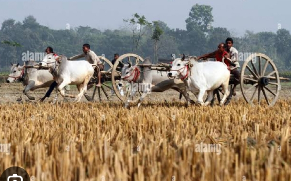 ଯାନ୍ତ୍ରିକ ଯୁଗରେ ଶୁଭୁନି ହଳିଆ ଗୀତ ଦ୍ଭ ମେସିନରେ ଧାନ ଅମଳ ଯାନ୍ତ୍ରିକ ଯୁଗରେ ଶୁଭୁନି ହଳିଆ ଗୀତ ଦ୍ଭ ମେସିନରେ ଧାନ ଅମଳ
