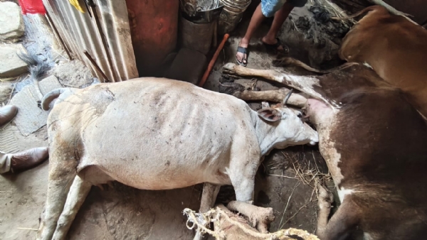 ଟାଟା ପାୱାର ର ଅବହେଳା ୧୧ କେଭି ବିଦ୍ୟୁାତ ତାର ଲାଗି ୩ଟି  ଗାଇ ମୃତ