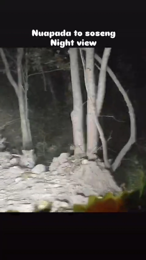 Nuapada jilla re bagha