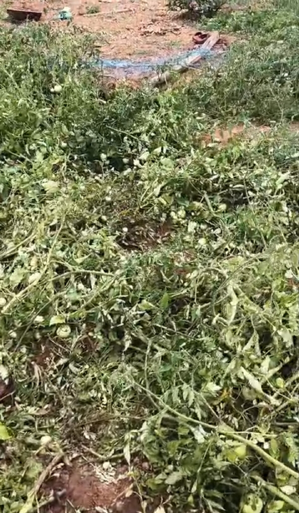 ଚାଷୀ ହତାଶ : ବନ ବିଭାଗ ପକ୍ଷରୁ ମିଳିପାରୁନି ଉପଯୁକ୍ତ କ୍ଷତିପୂରଣ