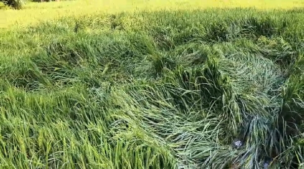 ଚାଷୀ ହତାଶ : ବନ ବିଭାଗ ପକ୍ଷରୁ ମିଳିପାରୁନି ଉପଯୁକ୍ତ କ୍ଷତିପୂରଣ