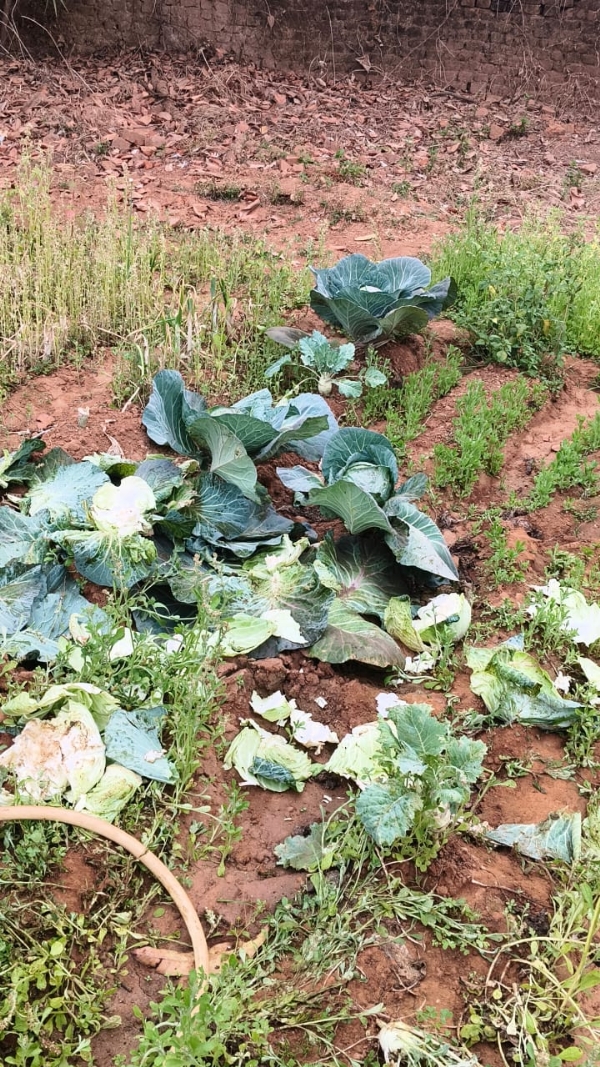 ଚାଷୀ ହତାଶ : ବନ ବିଭାଗ ପକ୍ଷରୁ ମିଳିପାରୁନି ଉପଯୁକ୍ତ କ୍ଷତିପୂରଣ