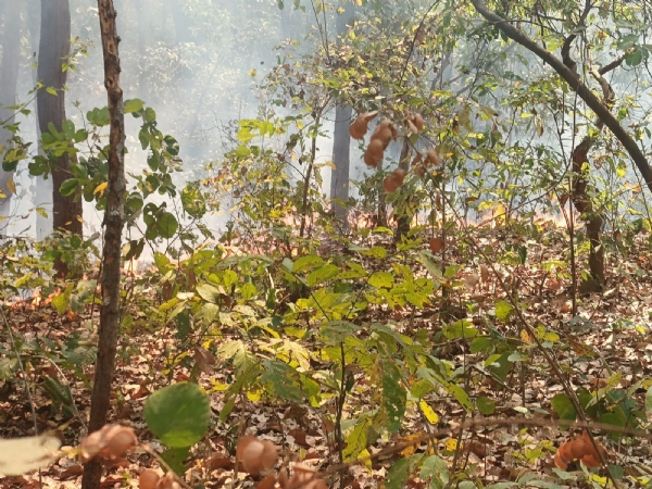 ଦୁ ଦୁ ହୋଇ ଜଳୁଛି ବଡ଼ରମା ଅଭୟରଣ୍ୟ  ବନ ବିଭାଗ ଅଚିନ୍ତା ରେ  ଜମନକିରା (ଲିପନ ନାଏକ ) ବାମରା ବନ୍ୟ ପ୍ରାଣୀ ବନଖଣ୍ଡ ବଡ଼ରମା ରେଞ୍ଜ ଅଭୟରଣ୍ୟ ଦୁ ଦୁ ହୋଇ ଜଳୁଥିବା ବେଳେ ବନ ବିଭାଗ ଅଚିନ୍ତା ନିମଗ୍ନ ହୋଇ ରହୁଛି l ଶୁକ୍ରବାର ଦିନ ଦ୍ବିପ୍ରହର ଆଜି ବଡ଼ରମା ରାସ୍ତା ପିଠାମାରେନ ପାଖର ରାସ୍ତା କଡ଼ରୁ ଧରି କୁରେଇବାହାଲ ପର୍ଯ୍ୟନ୍ତ ନିଆଁ ଦୁ ଦୁ ହୋଇ ଜଳୁଥିବା ଦେଖିବାକୁ ମିଳିଥିଲା l ଏହାକୁ ନେଇ ରେଞ୍ଜର ଗିରିଧାରୀ ପ୍ରଧାନ ଙ୍କୁ ବାରମ୍ବାର ଫୋନ କରାଯାଇଥିଲେ ମଧ୍ୟ ସେ ଫୋନ ଉଠାଇ ନ ଥିଲେ l ଏବେ ବିଭିନ୍ନ ସମୟରେ ବନ ବିଭାଗ ପକ୍ଷରୁ ଗ୍ରାମେ ଗ୍ରାମେ ବନଗ୍ନୀ ସଚେତନତା କାର୍ଯ୍ୟକ୍ରମ କରାଯଉଛି ଏବଂ ଲୋକଙ୍କୁ ଆଶ୍ୱାସନା ମଧ୍ୟ ଦିଆଯାଉଛି ଯେ ସବୁ ସମୟରେ ବନବିଭାଗ ଆପଣଙ୍କ ସାହାଯ୍ୟ ପାଇଁ ତତ୍ପର ହୋଇ ଅଛି l କିନ୍ତୁ ବାସ୍ତବରେ ଏହାର ଦୃଶ୍ୟ ଅଲଗା ବନ ବିଭାଗ ଅଧିକାରୀ ନିଆଁ ଲିଭାଇବେ କଣ ଲୋକଙ୍କ ଫୋନ୍ ମଧ୍ୟ ଉଥାଉନାହାନ୍ତି l ଯାହା ଫଳରେ ଲୋକଙ୍କ ଦ୍ୱାରା ଯେତେ ବସମ୍ଭ ସେ ସେତେ ହିସାବ ରେ ଅଗ୍ନି ନିୟନ୍ତ୍ରଣ ପାଇଁ ଚେଷ୍ଟା କରୁଥିଲେ ମଧ୍ୟ ତାଙ୍କ ପାଖରେ ସାରଞ୍ଜାମ ନ ଥିବାରୁ ବିଫଳ ହୋଇ ରହୁଛନ୍ତି l ଲୋକଙ୍କ ଅଭିଯୋଗ ହେଉଛି ଯେ ବିଭାଗ କେବଳ ଲୋକଙ୍କ ଦେଖାଣିଆ ସଚେତନତା କାର୍ଯ୍ୟକ୍ରମ କରାଉଛି l ସେହା ଚାହେଁ ଚାଷ ଅମଳ ସମୟରେ ଜଙ୍ଗଲୀ ପଶୁ ଙ୍କ ବିଷୟରେ ସଚେତନତା ହେଉ ଅବା ଗ୍ରୀଷ୍ମ ସମୟରେ ବନଗ୍ନୀ ସଚେତନତା ହେଉ ତାଙ୍କୁ କେବଳ ସରକାର ଙ୍କୁ ଲୋକଙ୍କୁ ଜମାଇ ଫୋଟୋ ଉଠାଇବାର ଅଛି ଚାହେଁ ବଣୁଆ ହାତୀ ଫସଲ କ୍ଷୟକ୍ଷତି ହେଉ ଅଥବା ଜଙ୍ଗଲ ରେ ଅଗ୍ନି କାଣ୍ଡ ହେଉ l ହେଲେ ଜଙ୍ଗଲ ବିଭାଗ ର ଏହି ଭଳି ଅବହେଳା କୁ ଦେଖି ଲୋକଙ୍କ ମନରେ ଜଙ୍ଗଲ ବିଭାଗ ପ୍ରତି ଅସନ୍ତୋଷ ପ୍ରକାଶ ପାଉଛି l ଆଜିର ଏହି ଅଭୟରଣ୍ୟ ଜଳୁଥିବା ଖବର ପାଇ ବଡ଼ରମା ରେଞ୍ଜର ଗିରିଧାରୀ ପ୍ରଧାନ ଙ୍କୁ ବାରମ୍ବାର ଫୋନ୍ କରାଯାଇଥିଲା କିନ୍ତୁ ସେ ଫୋନ୍ ଉଠାଇ ନ ଥିଲେ l ଏହା କେବଳ ଆଜିକାର ଘଟଣା ନୁହେଁ ଅନ୍ୟ ଦିନ ମଧ୍ୟ ରେଞ୍ଜର ଙ୍କ ଏହି ପ୍ରକୃତି କୁ ଲୋକ ନିନ୍ଦା କରୁଥିବା ଦେଖିବାକୁ ମିଳୁଛି l