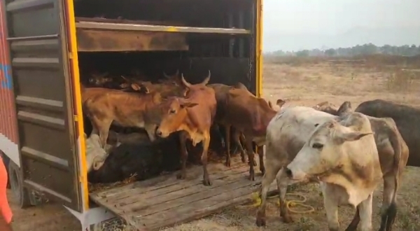 ବେଆଇନ ଭାବେ କଣ୍ଟେନର ରେ ଚାଲାଣ ହେଉଥିବା ୮୧ ଗୋରୁ ଜବତ, ଡ୍ରାଇଭର ଗିରଫ ବେଆଇନ ଭାବେ କଣ୍ଟେନର ରେ ଚାଲାଣ ହେଉଥିବା ୮୧ ଗୋରୁ ଜବତ, ଡ୍ରାଇଭର ଗିରଫ