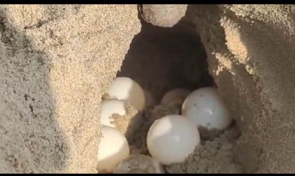 ଋଷିକୂଲ୍ୟା ମୁହାଣରେ ଅଲିଭରିଡଲେ କଇଁଛଙ୍କ ସମୂହ ଅଣ୍ଡାଦାନ