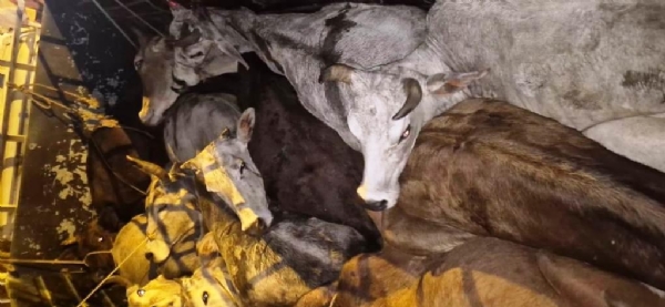 GORU BOJHEI GADI JABAT