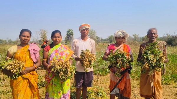 Chinabadam chashi khariar