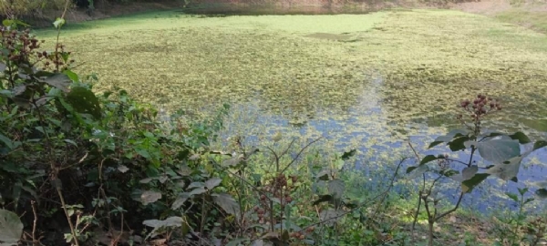 DHAMNAGAR PARITYAKTA ABASTARE JALASAYA