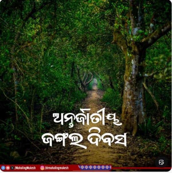 ଜଙ୍ଗଲ ଜଙ୍ଗଲ