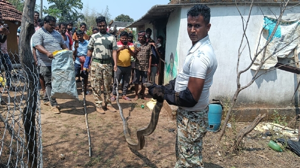 ଏମପିଭି -୧୮ ବି ଗ୍ରାମରେ ସାପ ଆତଙ୍କ , ଘର ଭିତରୁ ୧୮ ଫୁଟ ଲମ୍ବା କିଙ୍ଗ କୋବ୍ରା ଉଦ୍ଧାର