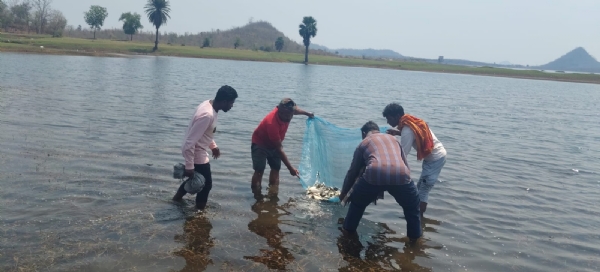 Machha o chingudi jaala