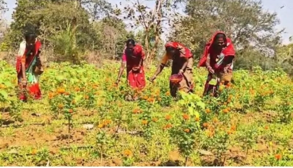 Straberry gendufula 1