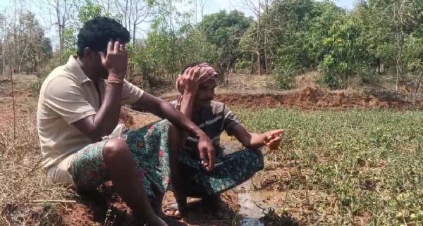 କୂଆ ପଥର ବର୍ଷା ରେ ପନିପରିବା ଚାଷ ନଷ୍ଟ