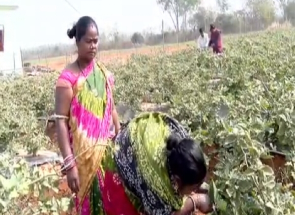 ପେଶା ରେ କିଏ ଠିକାଦାର ତ ଆଉ କିଏ ଓକିଲ କିନ୍ତୁ ନିଶା ଚାଷ ପେଶା ରେ କିଏ ଠିକାଦାର ତ ଆଉ କିଏ ଓକିଲ କିନ୍ତୁ ନିଶା ଚାଷ