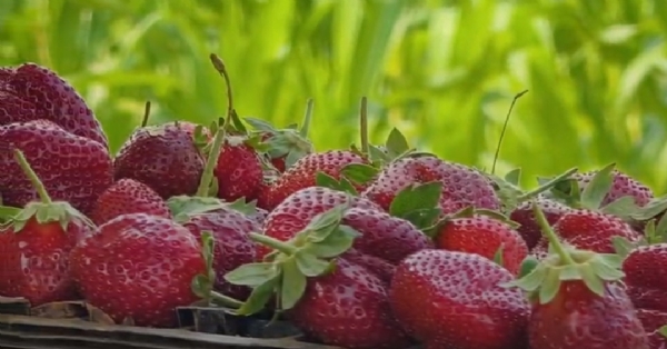 ପେଶା ରେ କିଏ ଠିକାଦାର ତ ଆଉ କିଏ ଓକିଲ କିନ୍ତୁ ନିଶା ଚାଷ ପେଶା ରେ କିଏ ଠିକାଦାର ତ ଆଉ କିଏ ଓକିଲ କିନ୍ତୁ ନିଶା ଚାଷ