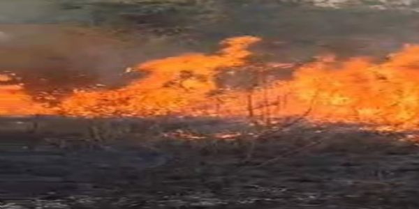 ଜଗନ୍ନାଥ ମନ୍ଦିର ପଛ ପଟ ଜଙ୍ଗଲରେ ଅଗ୍ନିକାଣ୍ଡ