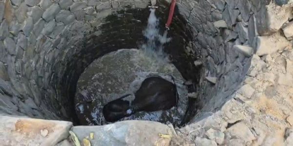 ଖାଦ୍ୟ ଅନ୍ୱେଷଣରେ ଆସି କୂଅରେ ପଡିଲା ଦନ୍ତାହାତୀ