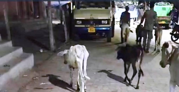 DHAMNAGAR - 16 GORU UDHAR