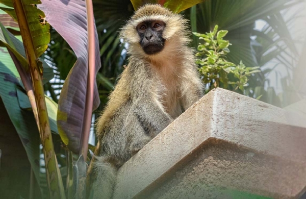 MANKADA ATANKA DAMODAR AHATA