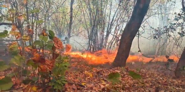 ଗନ୍ଧମାର୍ଦ୍ଦନ ରେ ନିଆଁ ର ତାଣ୍ଡବ  : ମଣିଷର ଅବିବେକିତା ରେ ଜଳୁଛି ପ୍ରକୃତି