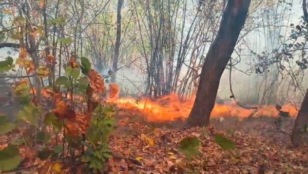 ଗନ୍ଧମାର୍ଦ୍ଦନ ରେ ନିଆଁ ର ତାଣ୍ଡବ   : ମଣିଷର ଅବିବେକିତା ରେ ଜଳୁଛି ପ୍ରକୃତି