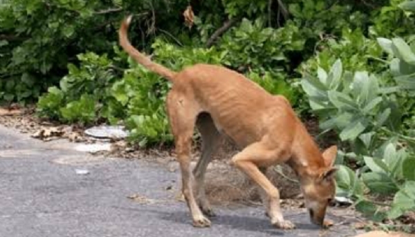 କୋରାପୁଟ ଜିଲା ଜଳଯନ୍ତ୍ରଣାରେ ଛଟପଟ ପଶୁପକ୍ଷୀ