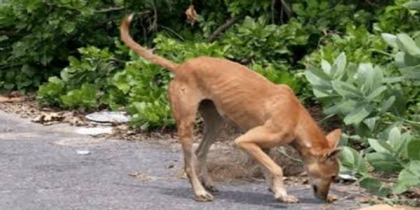 କୋରାପୁଟ ଜିଲା : ଜଳଯନ୍ତ୍ରଣାରେ ଛଟପଟ ପଶୁପକ୍ଷୀ