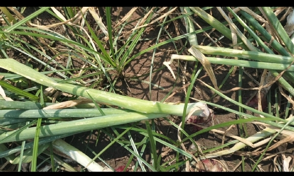 ପିଆଜ ଚାଷୀ