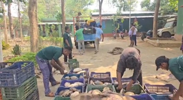 ୭ ୬ ୧ ଟି ଭାରତୀୟ ଫ୍ଲାପ୍ ସେଲ୍ କଇଁଛ ଜବତ, ଜଣେ ଗିରଫ ।