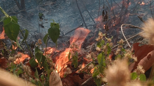 ଚିତ୍ରକୋଣ୍ଡା ଘାଟିରେ ଜଳୁଛି ଜଙ୍ଗଲ