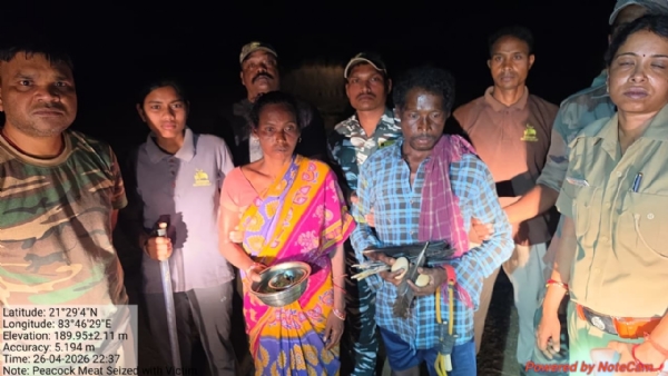 ଦେବ୍ରିଗଡ଼ ଅଭୟାରଣ୍ୟ ନିକଟରୁ ମୟୂର ମାଂସ ଓ ଅଣ୍ଡା ଜବତ : ଶିକାରୀ ଦମ୍ପତି ଗିରଫ