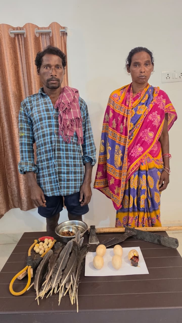 ଦେବ୍ରିଗଡ଼ ଅଭୟାରଣ୍ୟ ନିକଟରୁ ମୟୂର ମାଂସ ଓ ଅଣ୍ଡା ଜବତ : ଶିକାରୀ ଦମ୍ପତି ଗିରଫ