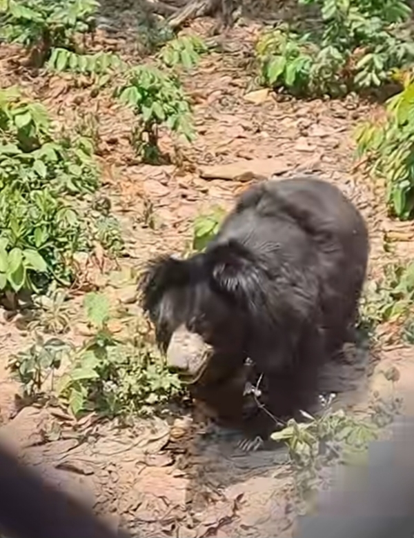 ମାତ୍ରାଧିକ ଗ୍ରୀଷ୍ମ ପାଇଁ ସମ୍ବଲପୁର ଚିଡିଆଖାନାରେ  ପଶୁପକ୍ଷୀଙ୍କୁ  ଥଣ୍ଡା ପାଣି ସ୍ପ୍ରେ