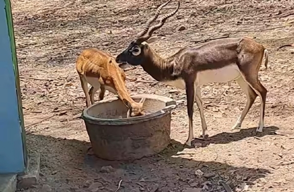 ମାତ୍ରାଧିକ ଗ୍ରୀଷ୍ମ ପାଇଁ ସମ୍ବଲପୁର ଚିଡିଆଖାନାରେ  ପଶୁପକ୍ଷୀଙ୍କୁ  ଥଣ୍ଡା ପାଣି ସ୍ପ୍ରେ