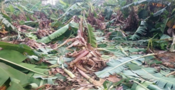 ୨୪ ଟିକିଆ ହାତୀପଲ ଦଳିଦେଲେ ୧ ହଜାର କଦଳୀ ଗଛ