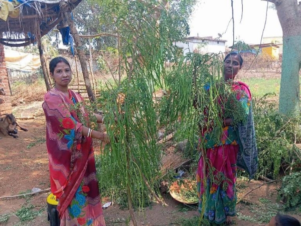 ମହିଳା କୃଷକମାନଙ୍କ ଦ୍ୱାରା ସଜନା ଚାଷ ଓ ସାମୁହିକ ବିପଣନସମାବେଶୀ ଉନ୍ନତିର ଏକ ମଡେଲ୍