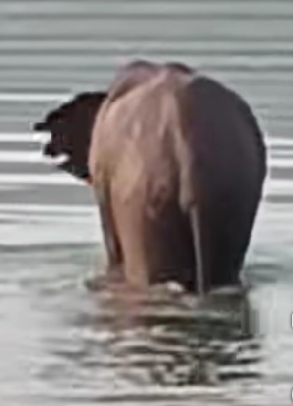 ଭୁବନ ସହରରେ ହାତୀ ବୁଲିଲା-୨