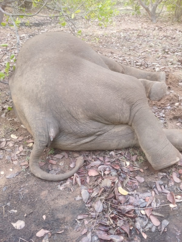 ଚାନୁଟ୍ ମାଲ ଗାଁର  କାଜୁ ବଗିଚାରୁ ଦନ୍ତା ହାତୀର ମୃତଦେହ ଠାବ