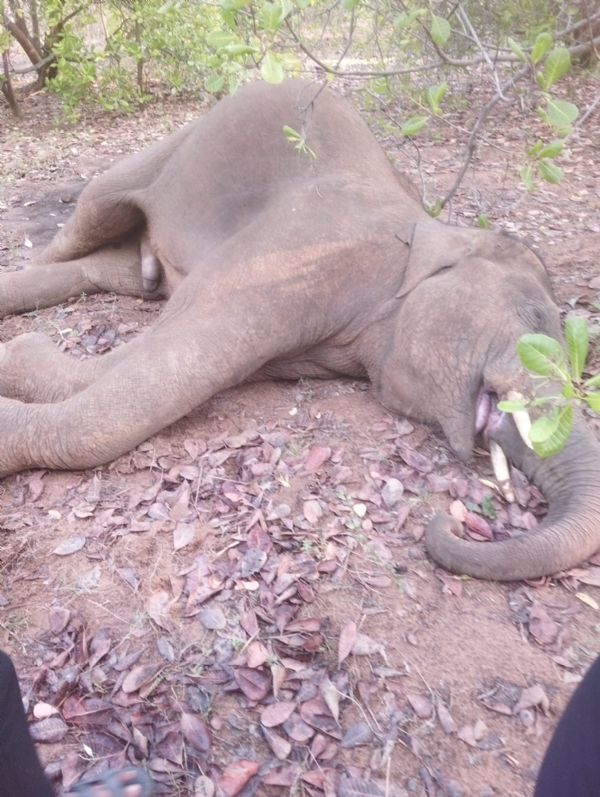 ଚାନୁଟ୍ ମାଲ ଗାଁର  କାଜୁ ବଗିଚାରୁ ଦନ୍ତା ହାତୀର ମୃତଦେହ ଠାବ