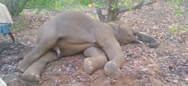 ଚାନୁଟ୍ ମାଲ ଗାଁର  କାଜୁ ବଗିଚାରୁ ଦନ୍ତା ହାତୀର ମୃତଦେହ ଠାବ