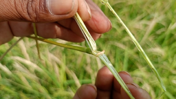 ଚିନ୍ତାରେ ପଡିଛି ଚାଷୀ , ଧାନରେ ଲାଗିଲାଣି ଗଣ୍ଠିବିନ୍ଧା ପୋକ