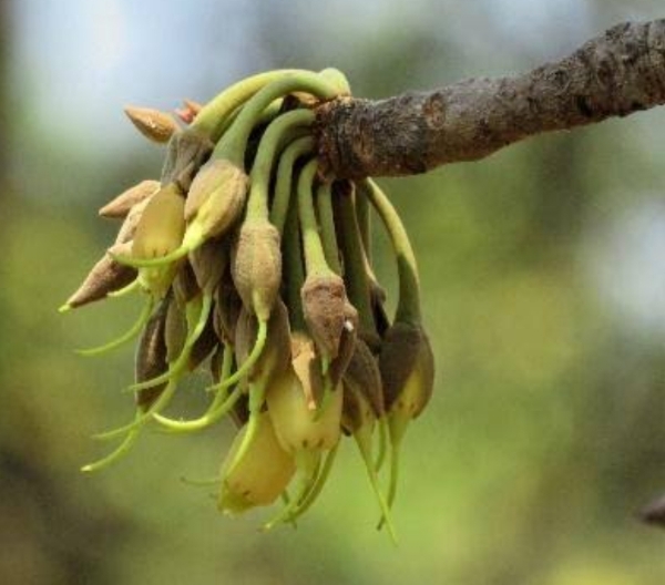 ମହୁଲ ଫୁଲର ଅଭାବୀ ବିକ୍ରି